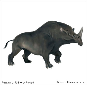 Ramad or Rhino